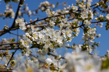 Selective focus of beautiful branches of cherry blossoms on the tree under blue sky, Beautiful Sakura flowers during spring season in the park, Floral pattern texture, Nature background