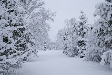 winter landscape - snow-covered trees in snowfall. snowy road in forest