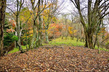 丹沢の本間ノ頭　本間ノ頭南東尾根の紅葉
