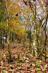 丹沢の本間ノ頭　本間ノ頭南東尾根の紅葉
