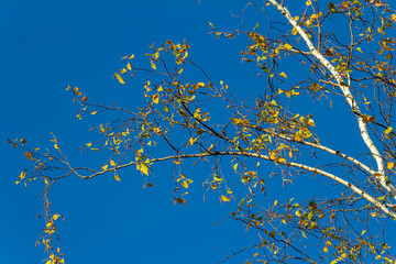 Nice colorful autumn leaves. Autumn, nice sunny day in the afternoon. Top of the tree canopy. Tall birch tree