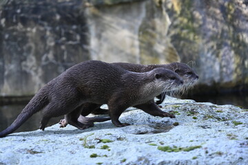 Oriental small-clawed otters running on the rocks