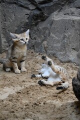 Two baby sand cats