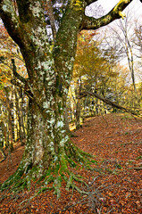 紅葉の丹沢山地　本間ノ頭南東尾根のブナ大木
