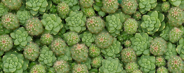 Lush green cactus plants create vibrant desert landscape