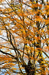 秋の丹沢山地　紅葉の本間ノ頭南東尾根
