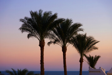 Obraz premium Three palm trees against blue sky at dawn. Egypt, Sinai