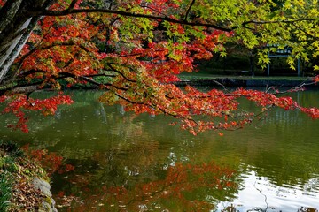用作公園の紅葉