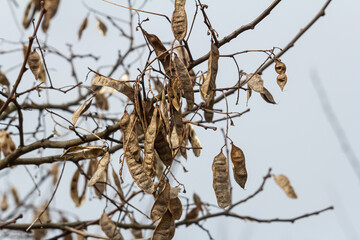 Close up of a brown color 'Robinia pseudoacacia' seed pod against a bright nature background