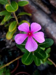 pink flower in the garden