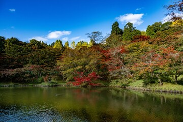 Fototapeta premium 用作公園の紅葉