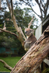 koala in tree