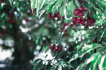 Branches of cherry trees with berries in garden