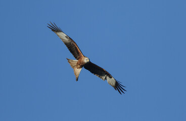 A hunting Red Kite, Milvus milvus, flying in the blue sky.