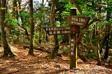 丹沢山地の天王寺尾根　森の中のモチゴヤノ頭山頂
