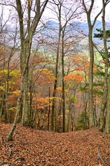 丹沢山地の丹沢山　天王寺尾根の紅葉に丹沢三峰を望む
