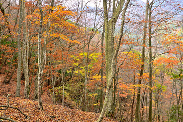 紅葉の丹沢山地　丹沢山の天王寺尾根
