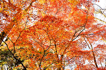 紅葉の丹沢山地　丹沢山の天王寺尾根　真紅に染まる森
