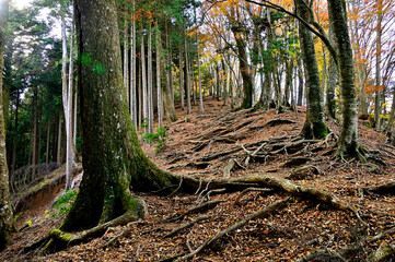 丹沢山地　丹沢山の天王寺尾根　秋の登山道に聳えるモミ大木
