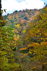 紅葉の丹沢山地　丹沢山の本谷林道にて
