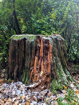 tree stump covered in moss