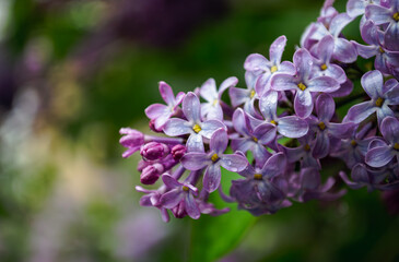 Lilac flowers in drops of spring rain close-up