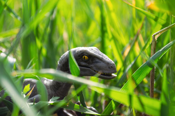 Velociraptor dinosaur toy in the middle of lush green grass