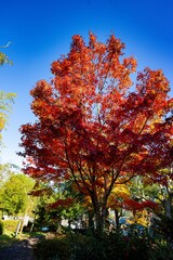 Naklejka premium 由布院の紅葉