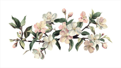 Cherry blossom flowers isolated on white background. watercolor illustration
