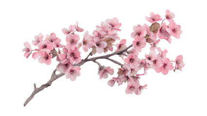 Cherry blossom thank you card design template. Watercolor cherry blossom invitation