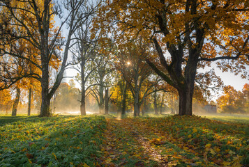 Autumn scene. Bright colorful landscape yellow trees in autumn park.