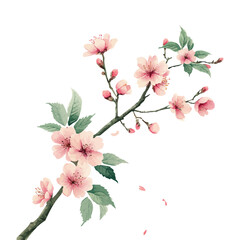 Watercolor Sakura Branch for invitation