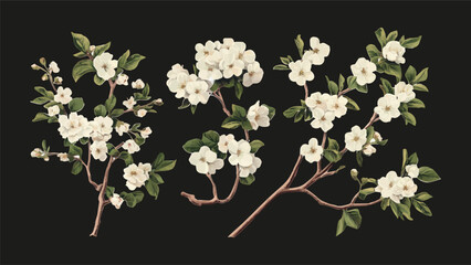 Collection of сherry blossom flowers and branches in vector watercolor style