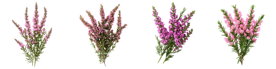 Naklejka premium Vibrant Purple Flowering Plants in a Lush Garden Environment