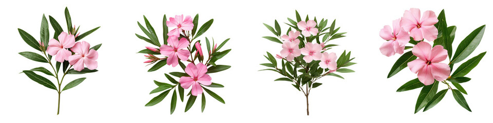 Obraz premium Beautiful Vibrant Pink Tropical Flowers with Green Foliage in Lush Natural Environment