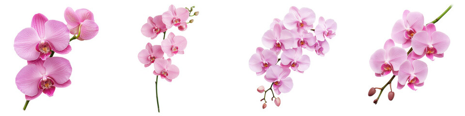 Obraz na płótnie Canvas Stunning Pink Orchid Flowers Blooming in Natural Environment