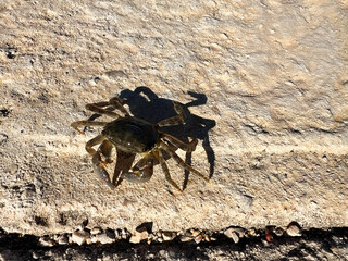 Small crab on rocky surface casting a clear shadow