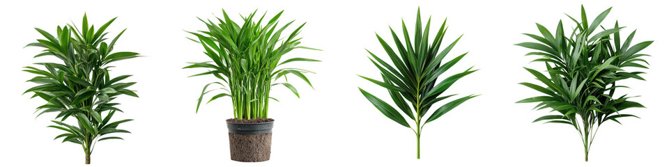 Fototapeta premium Lush green tropical houseplants in various pots for natural indoor and air purification