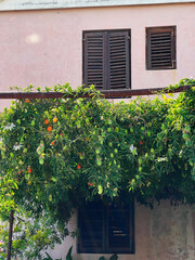 Charming rustic facade with lush green plant draping over windows