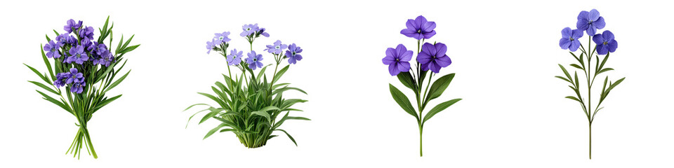 Fototapeta premium A Gorgeous Cluster of Vibrant Purple Flowers with Green Leaves Blooming in a Natural Garden Setting
