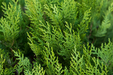 closeup of cypress tree branches in the hedge in the garden