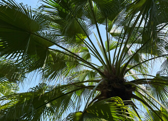 Fiji fan palm tree with blue sky in the garden