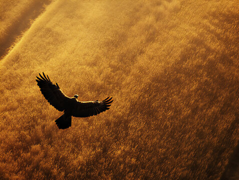 vast wheat field viewed from the sky with a lone 258