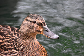 Mallard Duck Head and Beak