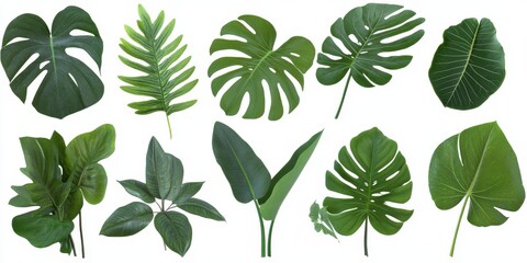 Collection of various tropical leaves isolated on white background.
