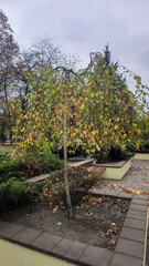 Trees of different species in the autumn park. Walk and family recreation.