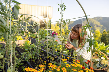 A woman joyfully examines green tomatoes in her garden. The lush plants and modern cabin backdrop...