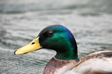 Mallard Duck Head and Beak