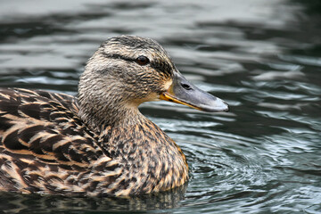 Mallard Duck Head and Beak