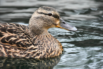 Mallard Duck Head and Beak